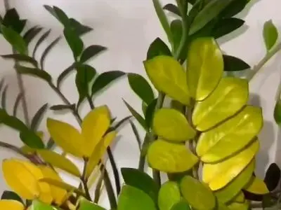 asdasd
