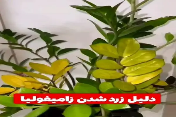 دلیل زرد شدن زامیفولیا + فیلم