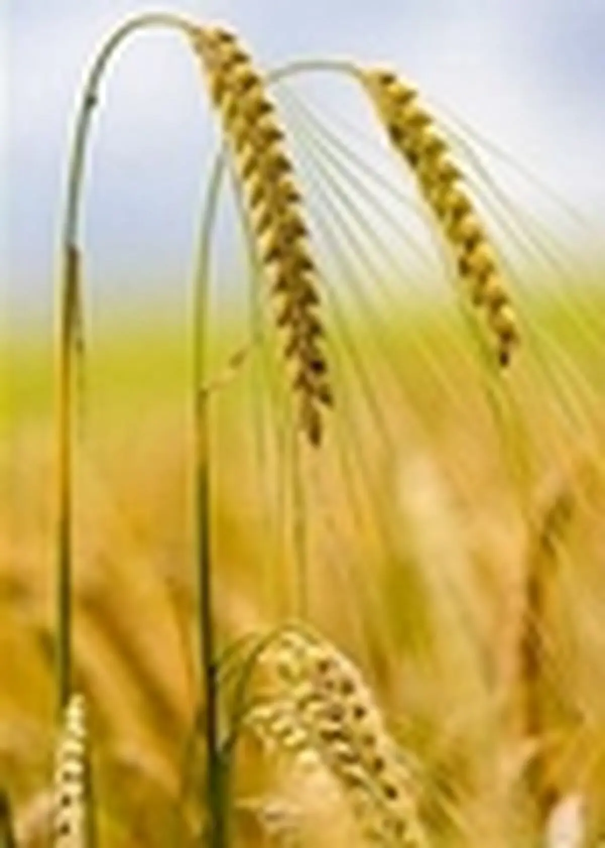 پیش بینی تولید بیش از ۹۰ هزار تن جو در زمین‌های کشاورزی مازندران