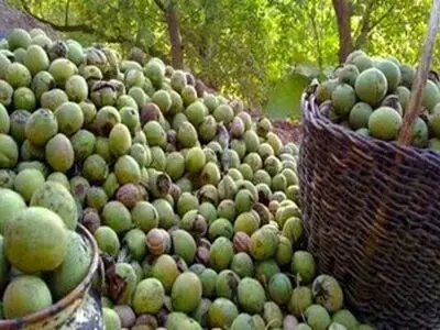 پیش بینی‌ برداشت بیش از ۷ هزارتن گردو در گیلان