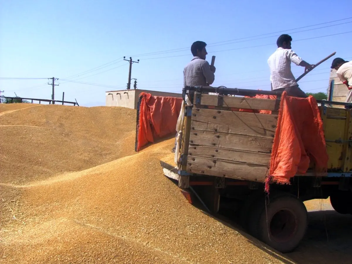 آغاز خرید گندم و کلزا توسط شبکه تعاونی های روستایی هرمزگان 