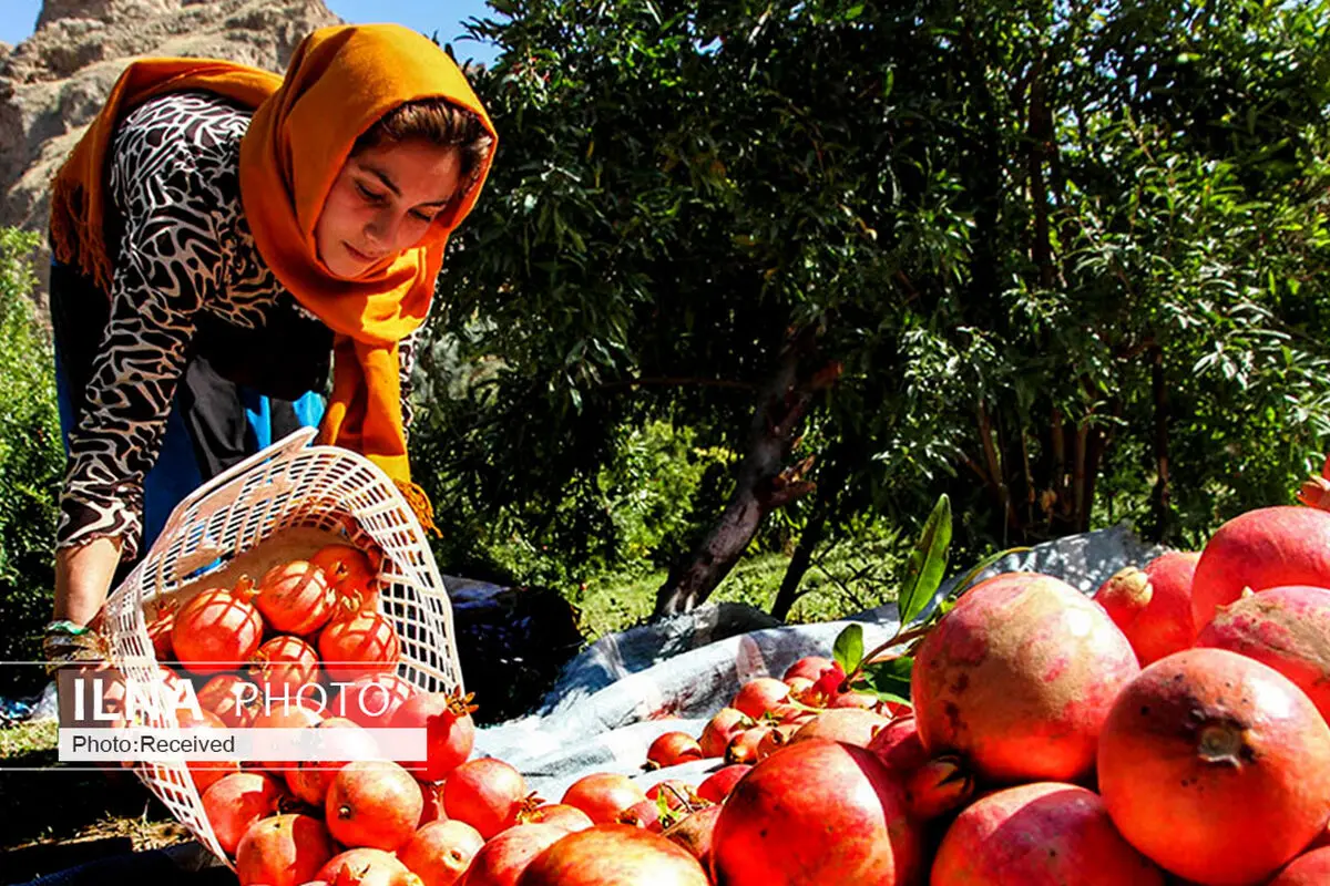 امسال ۹۰۰ هزار تن انار از باغات کشور برداشت می‌شود