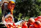 امسال ۹۰۰ هزار تن انار از باغات کشور برداشت می‌شود