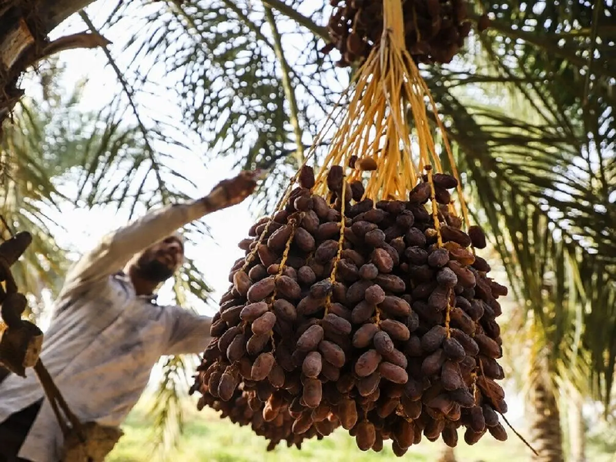 خرید حمایتی خرما به فوریت آغاز میشود