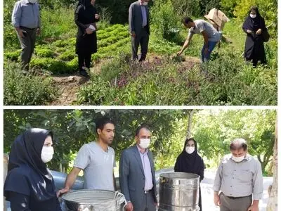 تولید بیش از ۳۳۴ تن انواع گیاهان دارویی در شهرستان میاندوآب 