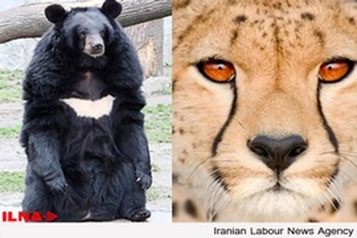 یوزپلنگ و خرس سیاه در لیست قرمز IUCN