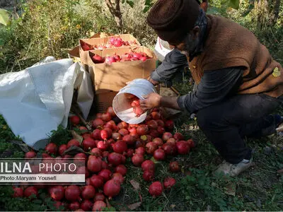 برگزاری ۲۷ جشنواره فقط برای انار/ ثبت ۱۰۴۹ رویداد در تقویم گردشگری