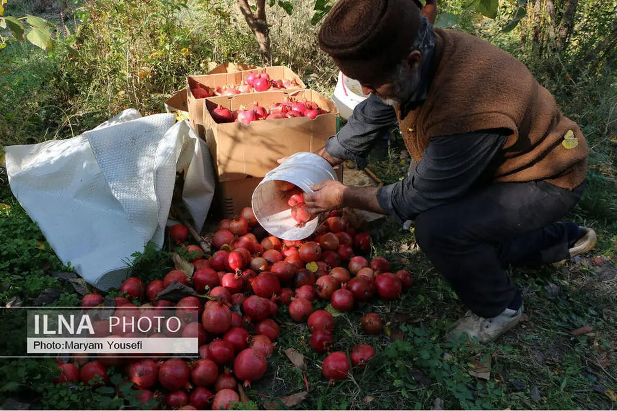 برگزاری ۲۷ جشنواره فقط برای انار/ ثبت ۱۰۴۹ رویداد در تقویم گردشگری