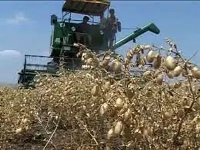 پیش‌بینی برداشت ۳۵ هزار تن نخود از مزارع لرستان