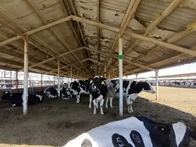 دامهای تهران، قم، البرز، قزوین و مرکزی به تب برفکی مبتلا شدهاند