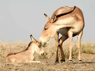 مستندی از موفق‌ترین پروژه حفاظت از گونه‌های جانوری در معرض انقراض/ گورهای ایرانی نجات یافتند