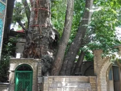 هدفگذاری برای انجام عملیات حفاظتی از چنار کهنسال برغان تا پایان سال 
