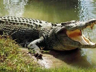 وجود ۳۰۰ الی ۴۰۰ تمساح  در رودخانه‌ باهوصلات/ تا زمانی که آب شرب مردم تامین نشود، قطع دست کودکان توسط تمساح‌ها باز هم رخ خواهد داد