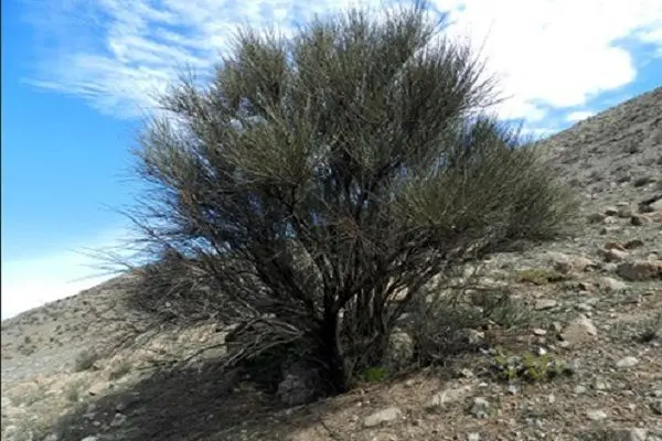 آغاز عملیات اجرایی کاشت یک میلیارد درخت در ایران از «طالخونچه» اصفهان