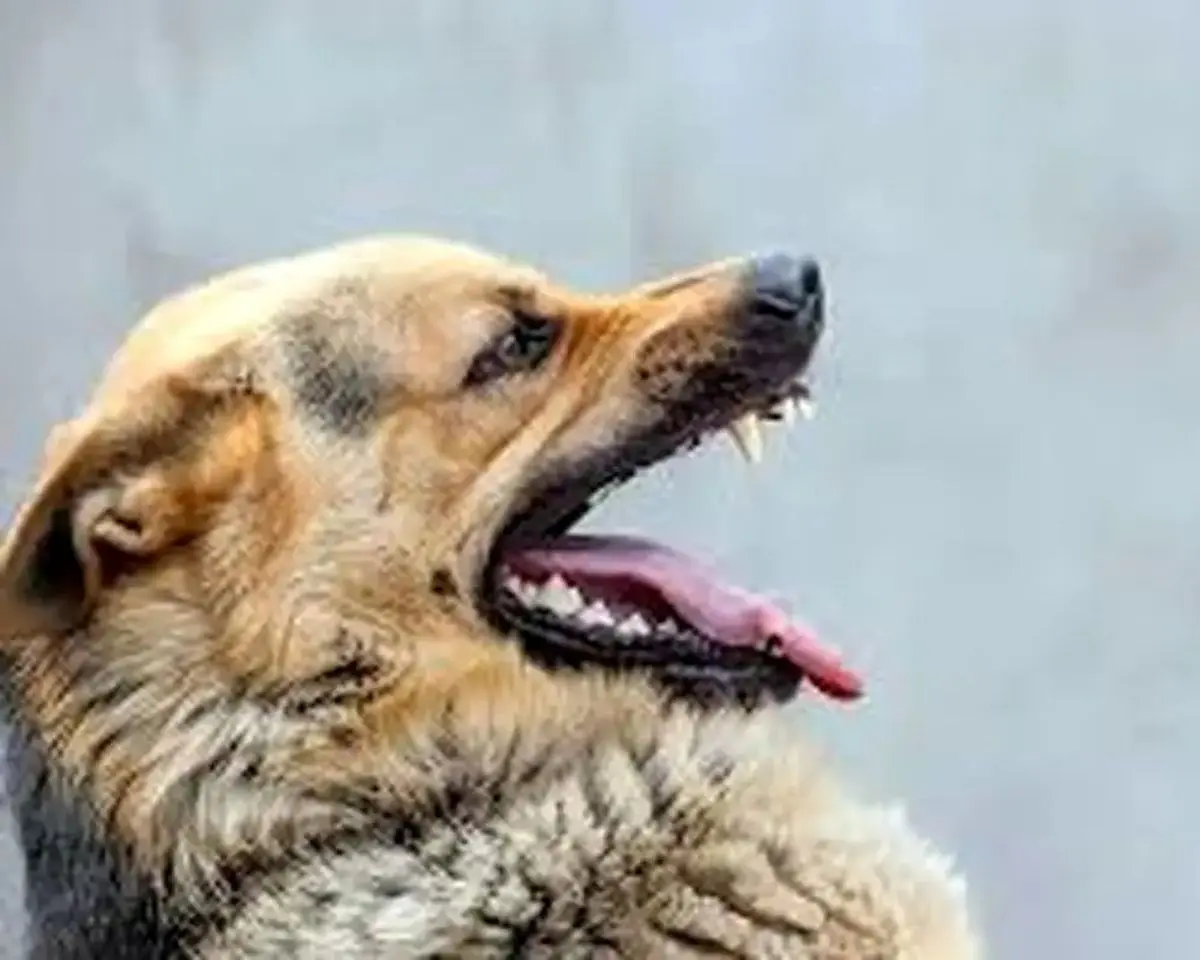 حمله سگ های بلاصاحب به کودک ۴ ساله بوکانی