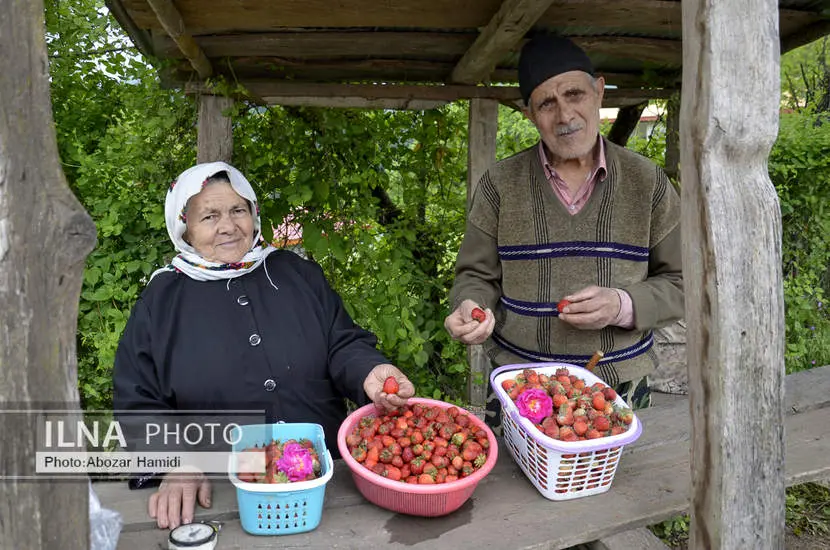  برداشت توت فرنگی در روستای سی دشت رودبار 