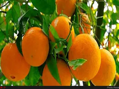 ١٤٣ کیلو محصولات باغی به ازای هر ایرانی تولید شده است
