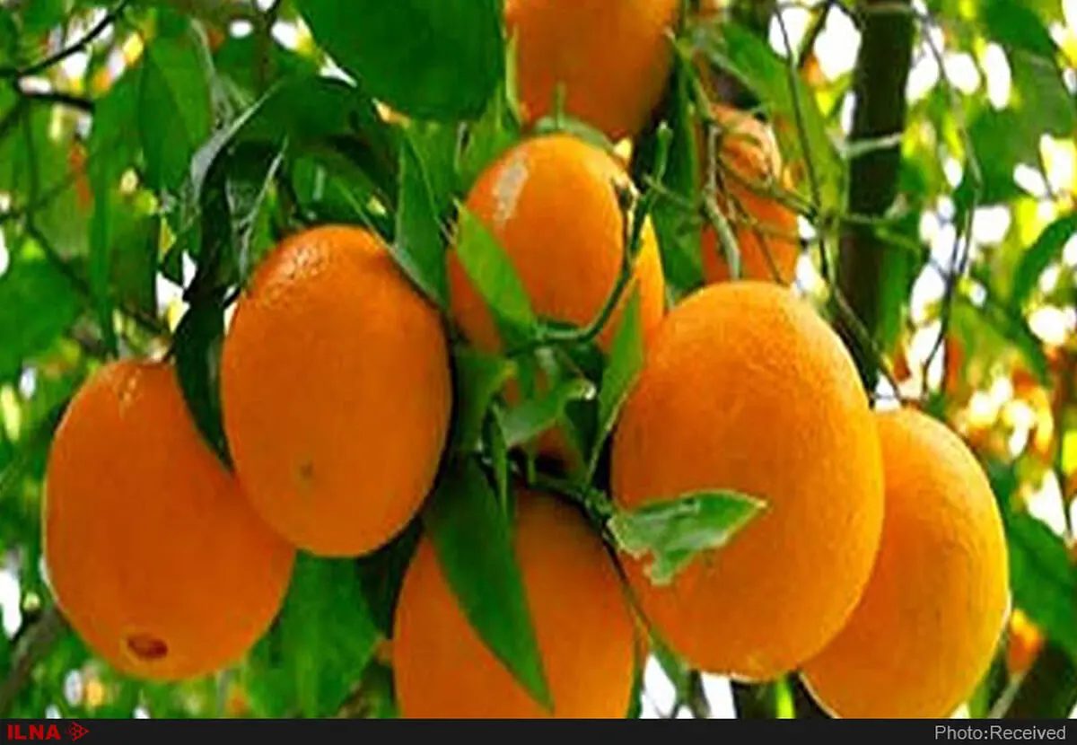 با این خوراکی‌ها از سرطان سینه پیشگیری کنید