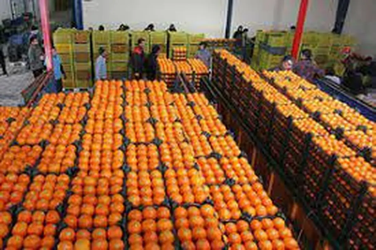 هزارو800 تن میوه برای ایام پایانی سال در استان توزیع می شود