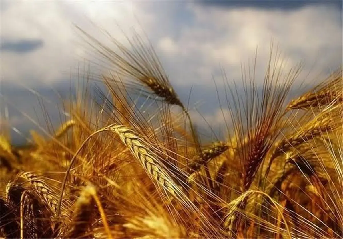پیش‌بینی تولیدی 480 هزار تن گندم آبی و دیم در استان مرکزی