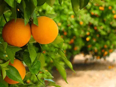 برداشت مرکبات از باغ‌های اندوهجرد شهداد