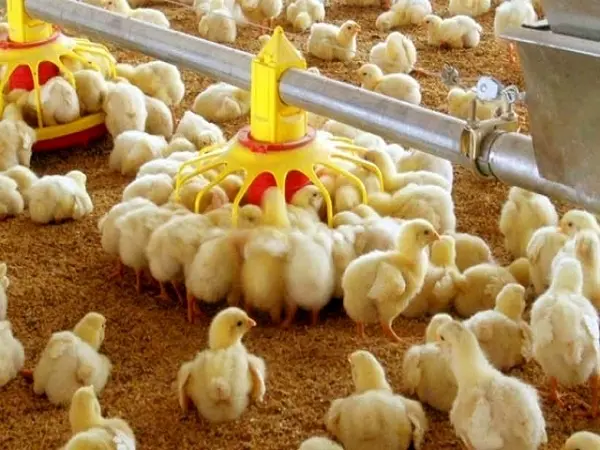 تولید بیش از ۵۵ هزار تن مرغ در گیلان