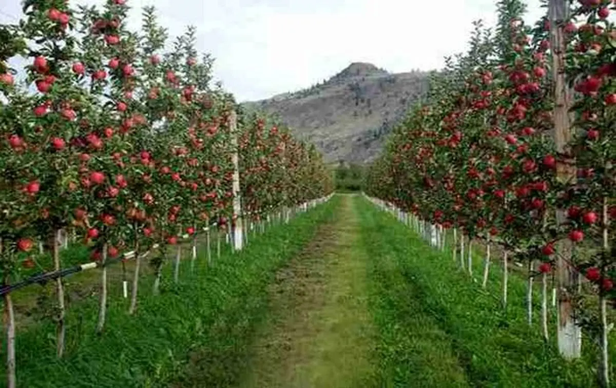 افزایش ۱۰ درصدی تولید محصولات باغی در استان کرمانشاه