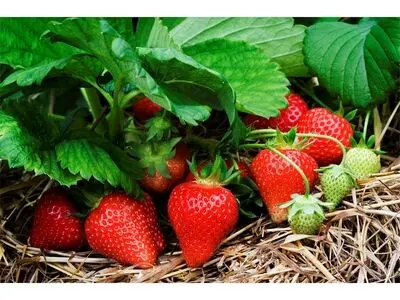 پیش بینی تولید 10 هزار تنی توت فرنگی در جویبار 