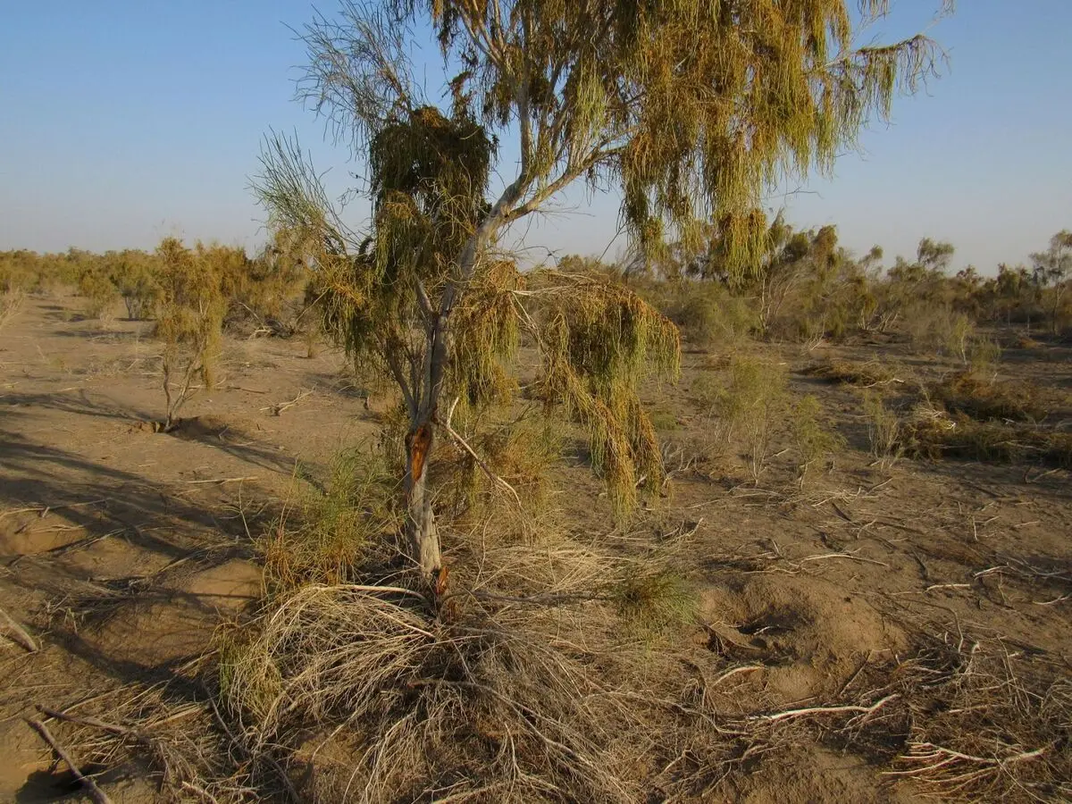 قطع ۶۰ اصله درختچه تاغ در گناباد توسط سودجویان