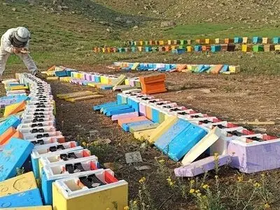 استفاده از آفت کش‌های غیراستاندارد باعث تلفات در زنبورستان‌ها می‌شود