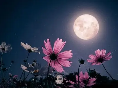 امشب ماه صورتی می شود