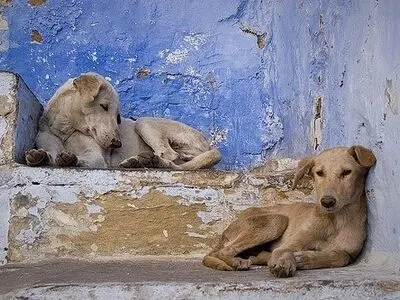 «اسیدپاشی به حیوانات» می‌تواند مقدمه‌ای برای خشونت علیه انسان‌ها باشد
