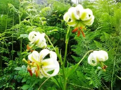 بازدید 10 هزار گردشگر از سوسن چلچراغ