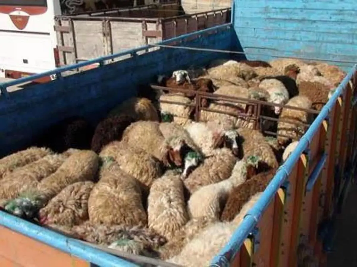 واگذاری مجوز حمل دام به مدیران شهرستانی