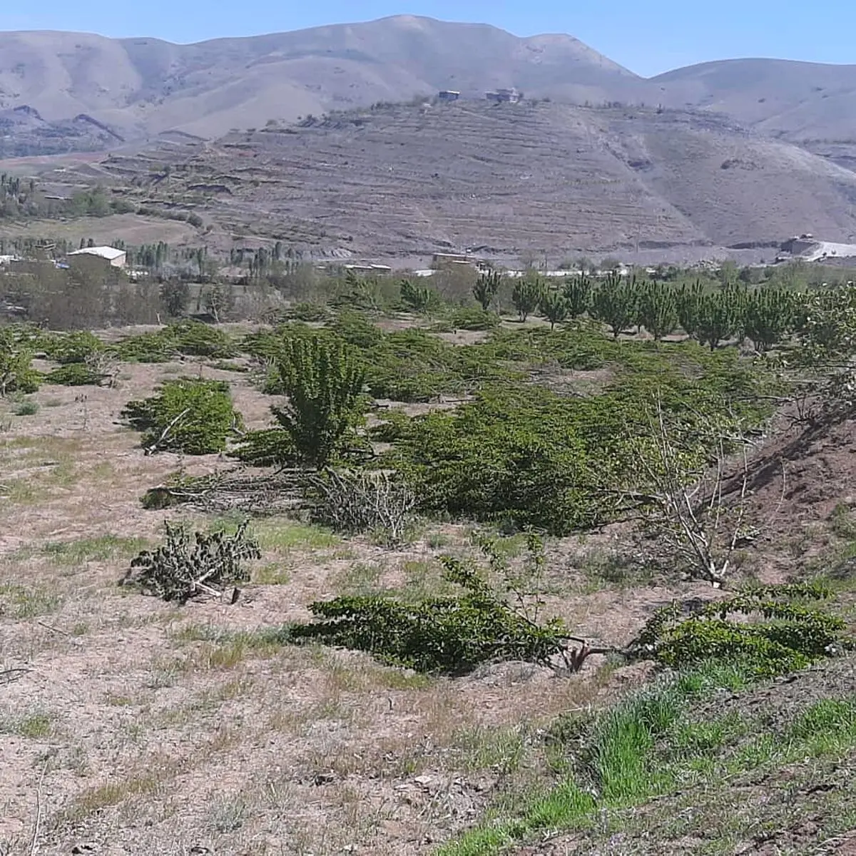 ادعای  باغدار کردستانی درباره قلع و قمع درختان باغش در سنندج/ پس از ۶ ماه هنوز مقصران حادثه شناسایی نشدند