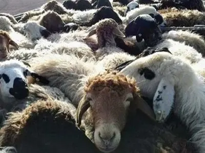 کشف و ضبط 4 هزار و 200 راس احشام قاچاق در آذربایجان‌غربی 