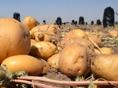 قیمت سیب‌زمینی نصف شد/ افزایش عرضه میوه در طول درگیری اخیر 