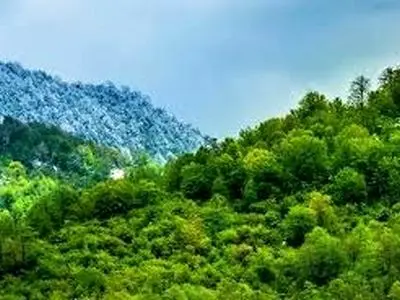 تدوین سند ملی جنگل‌داری اجتماعی با مشارکت دانشگاه‌ها، ادارات کل منابع طبیعی استان‌ها