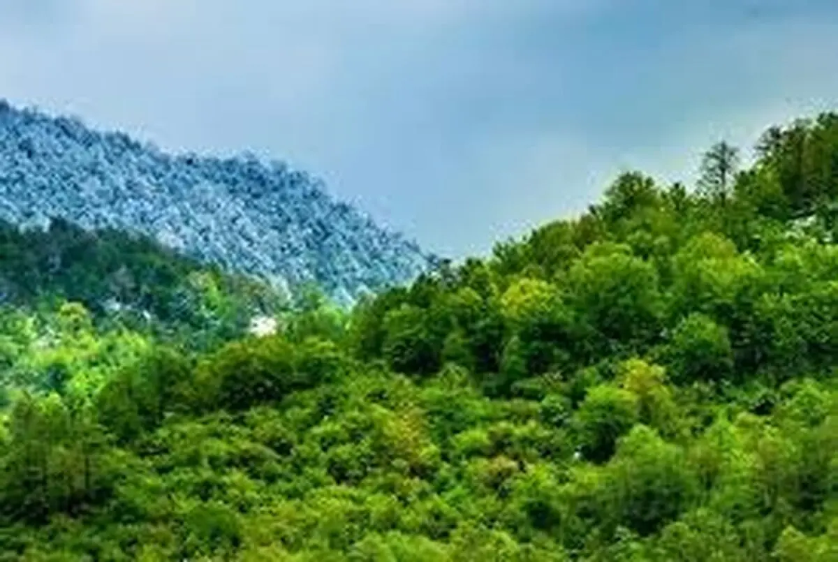 تدوین سند ملی جنگل‌داری اجتماعی با مشارکت دانشگاه‌ها، ادارات کل منابع طبیعی استان‌ها