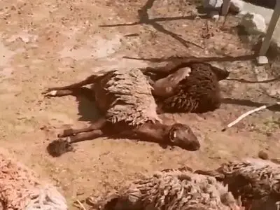 ۲ پلنگ در شاهرود به گوسفندان یک زن روستایی حمله کردند + فیلم