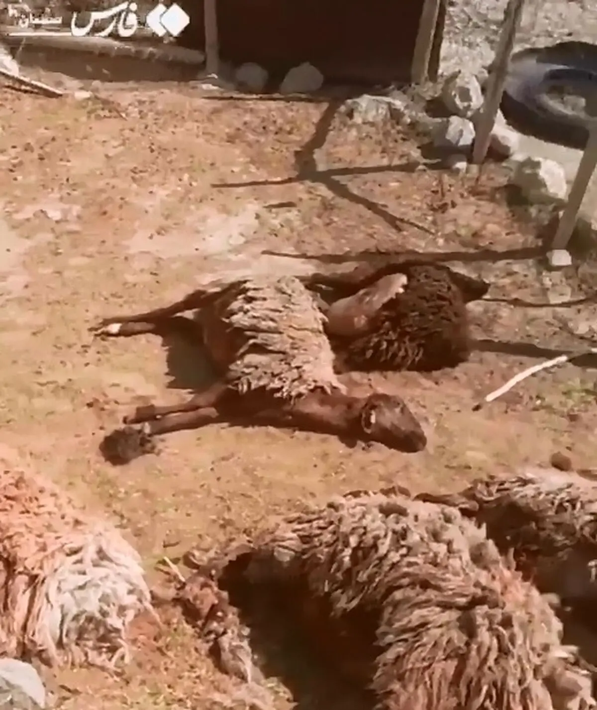 ۲ پلنگ در شاهرود به گوسفندان یک زن روستایی حمله کردند + فیلم