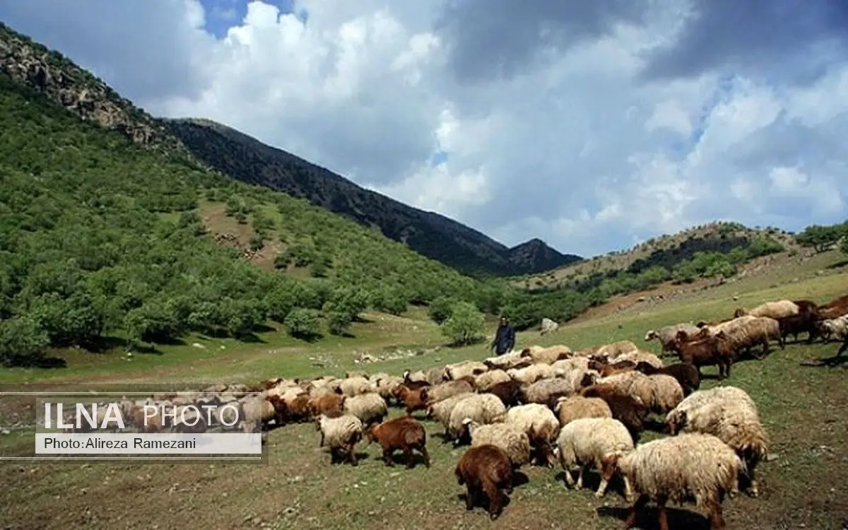 دامداران از چرای دام در مناطق مرتفع و حاشیه رودخانه ها خودداری کنند