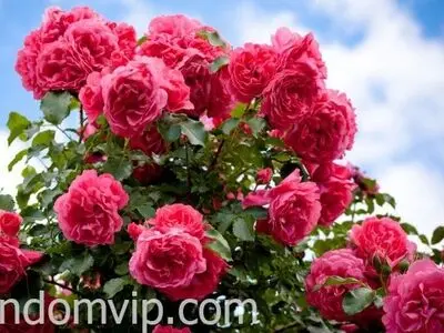راهنمای کاشت و نگهداری گل رز