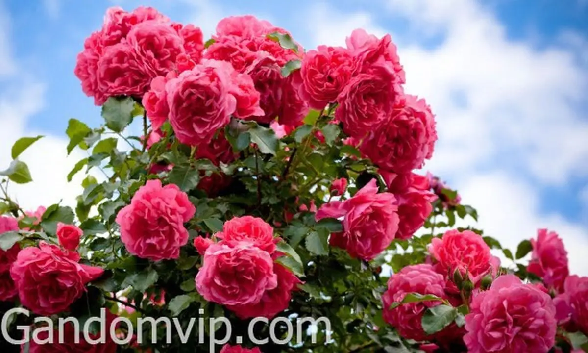 راهنمای کاشت و نگهداری گل رز