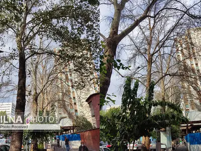 خشک شدن معمایی ۷ درخت در بلوار کشاورز/ شهرداری: آثاری از سوءنیت در خشکیدگی درختان نمی‌بینیم/ شورا: کمیسیون ماده ۷ در حال بررسی گزینه‌های مختلف است+ فیلم