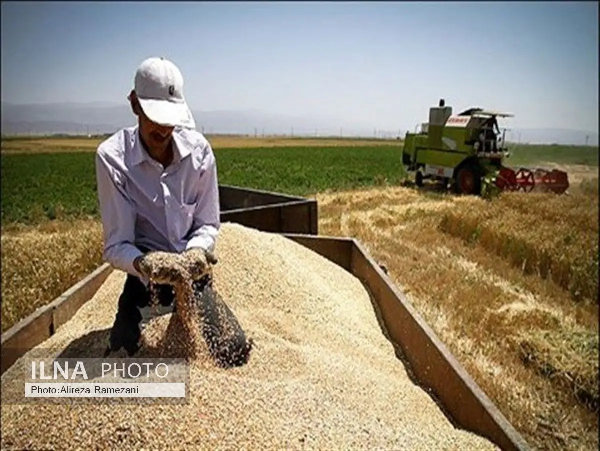 آغاز صادرات گندم از طریق رینگ صادراتی بورس کالا