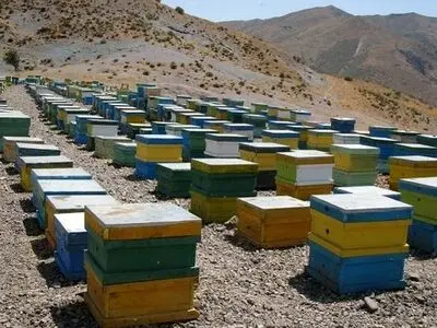 اجرای طرح آمارگیری کلنی‌های زنبور عسل گیلان