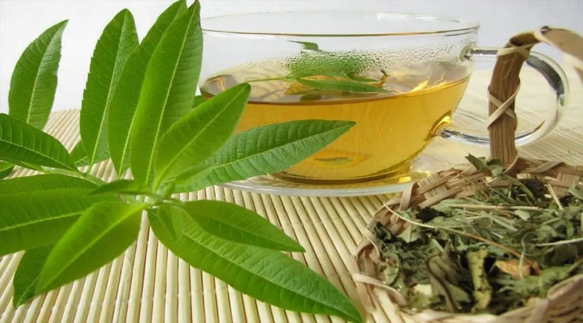 با این گیاهان عفونت‌ها را برطرف کنید