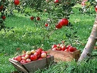 إیران تصدر 3 ملیارات دولار من محاصیل البستنة سنویا