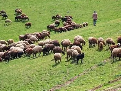 واگذاری ۹۷ درصد مراتع چهارمحال و بختیاری به بهره‌برداران